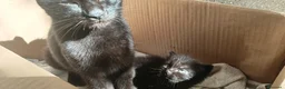Meticcio gatti in regalo: Gattini cercano casa - Annuncio 5