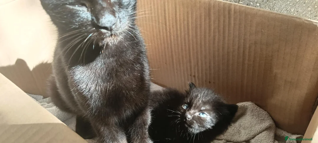 Meticcio gatti in regalo: Gattini cercano casa - Annuncio 5