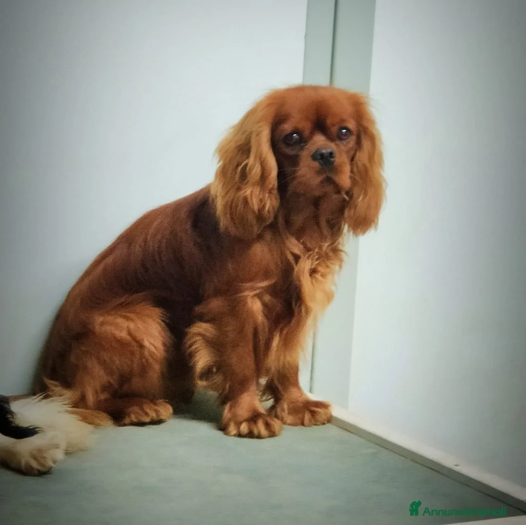 Immagine della galleria {{count}}