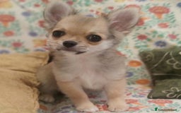 Chihuahua cani in vendita: Chihuahua Femmina a pelo lungo con Pedegree Enci  - Annuncio 4