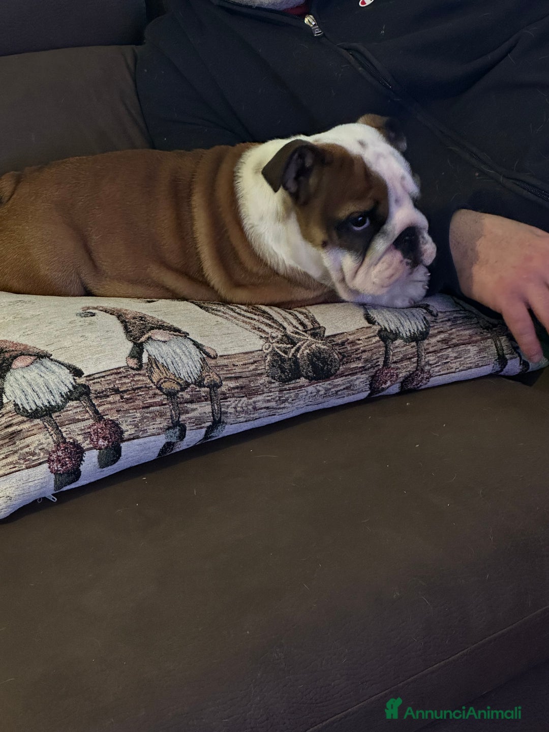 Bulldog cani in vendita: Bulldog inglese cuccioli - Annuncio 4