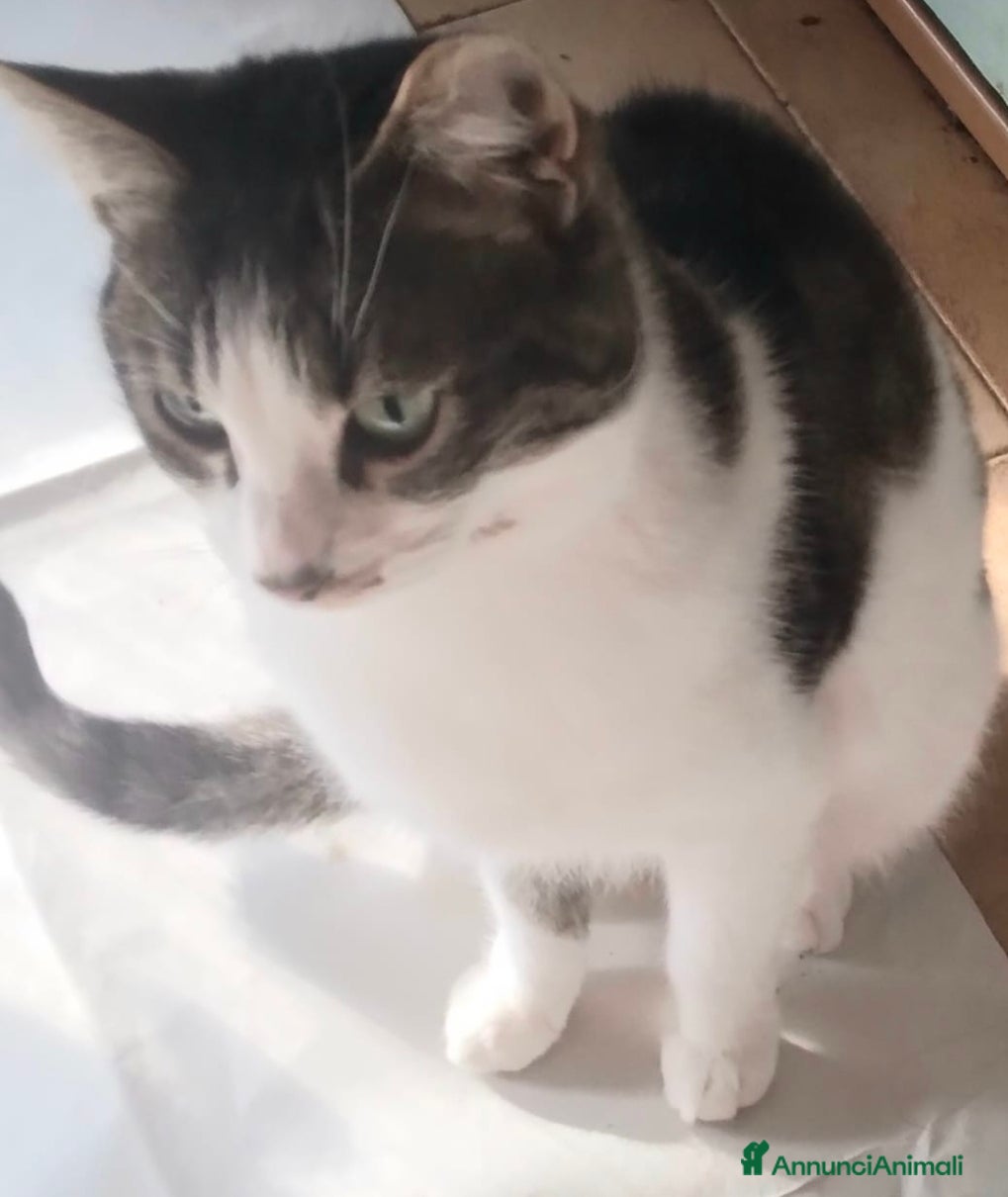 Meticcio gatti Gattina 7 mesi in regalo - Annuncio 8