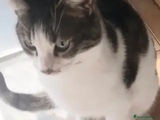 Meticcio gatti Gattina 7 mesi in regalo - Annuncio 2