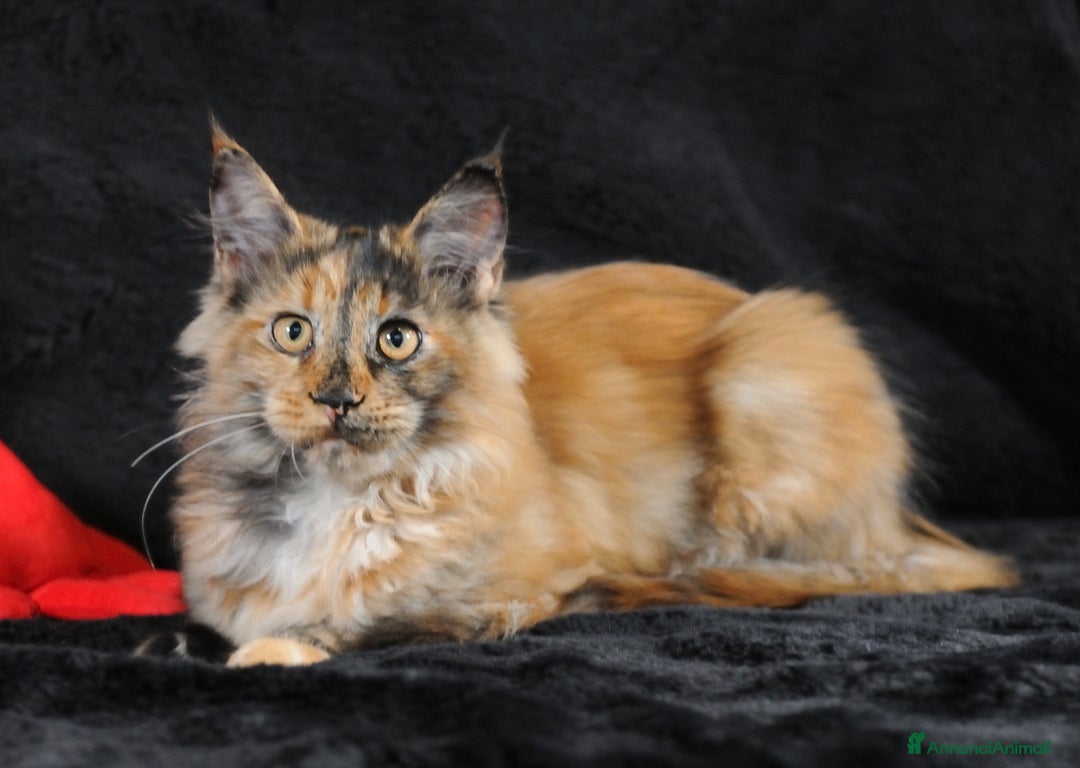 Maine Coon gatti in vendita: Maine Coon Tortie - pedigree ANFI - Annuncio 2