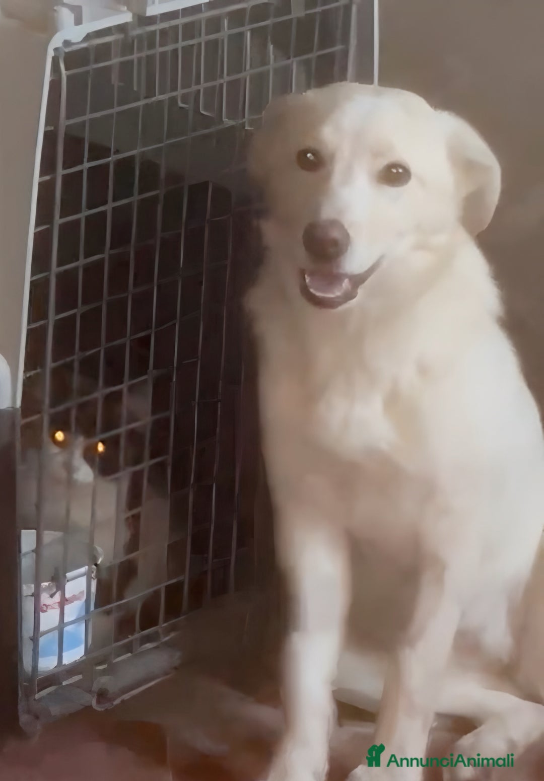 Meticcio cani in regalo: Zoomy cucciola di 8 mesi tg medio piccola  - Annuncio 4