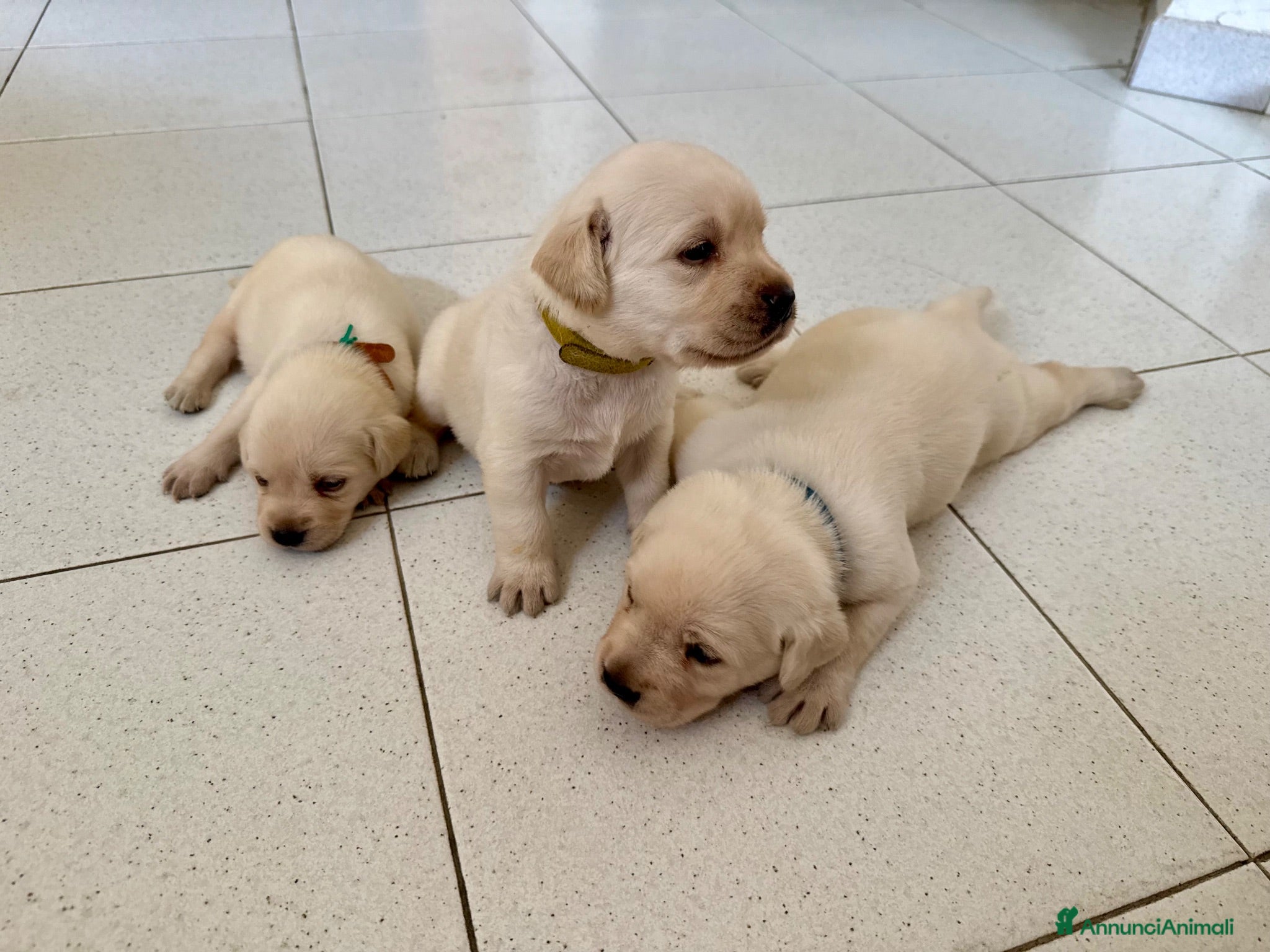 Labrador cani Cuccioli Labrador Miele - Annuncio 1