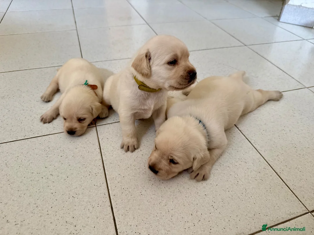 Labrador cani in vendita: Cuccioli Labrador Miele - Annuncio 1
