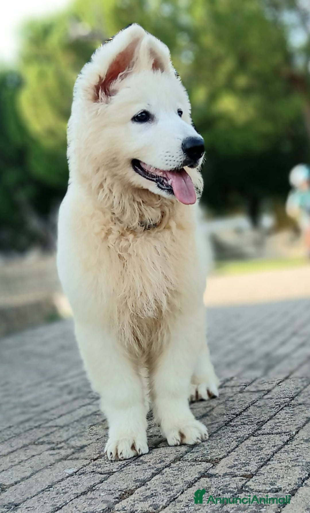 Pastore Svizzero cani in vendita: Ultimo cucciolo pelo lungo - Annuncio 10