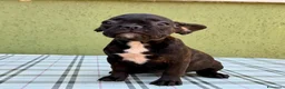 Bulldog Francese cani in vendita: Bulldog francese con Pedigree Enci  - Annuncio 11