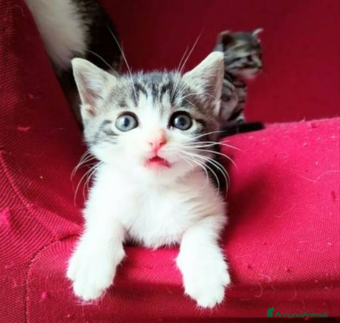 Altre razze gatti Gattini Mix  - Annuncio 14