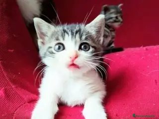 Altre razze gatti Gattini Mix - Annuncio 14