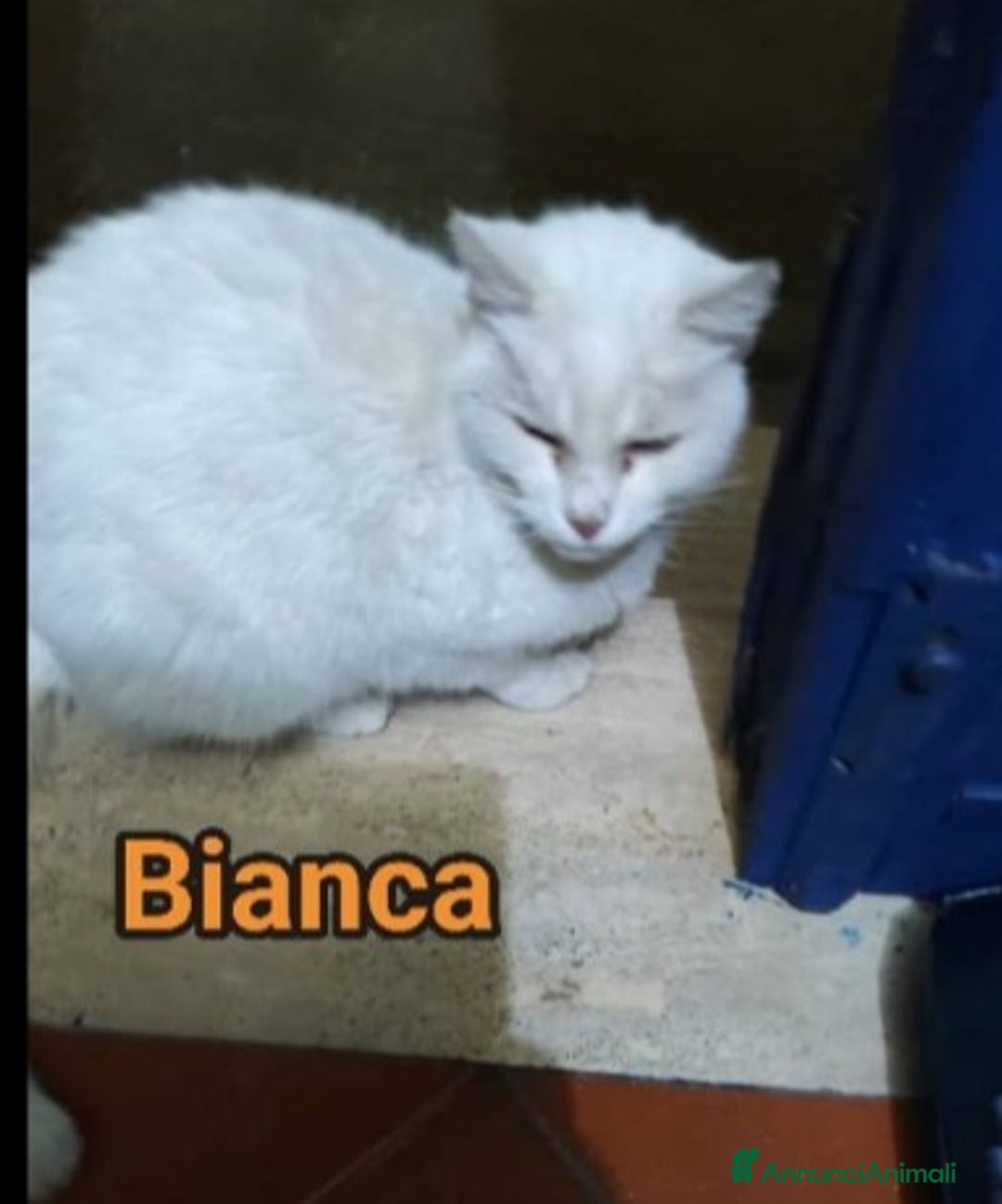 Europeo gatti in regalo: Micia bianca adulta URGENTE AIUTO SOS CASA ROMA a Città metropolitana di Milano - Immagine 1