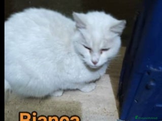 Europeo gatti Micia bianca adulta URGENTE AIUTO SOS CASA ROMA a Città metropolitana di Milano - Annuncio 19