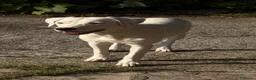 Meticcio cani in regalo: Alice a Provincia di Rovigo - Annuncio 2