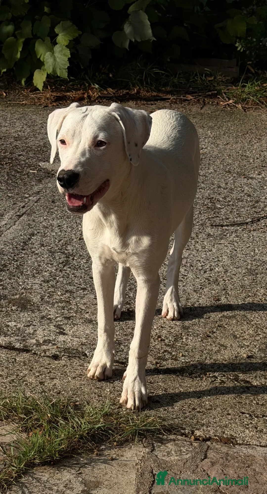 Meticcio cani in regalo: Alice a Provincia di Rovigo - Annuncio 2