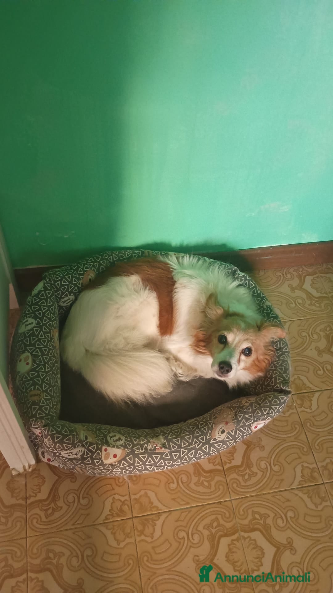 Meticcio cani regalo Potty - Annuncio 14