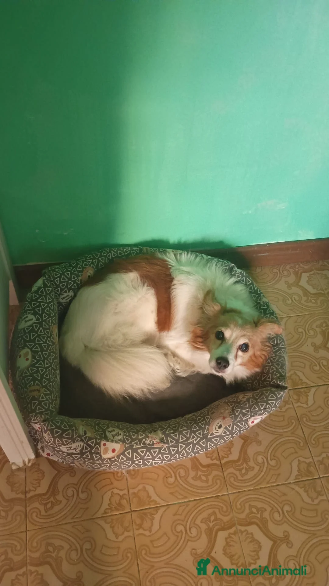Meticcio cani in regalo: regalo Potty a Città metropolitana di Roma Capitale - Annuncio 1