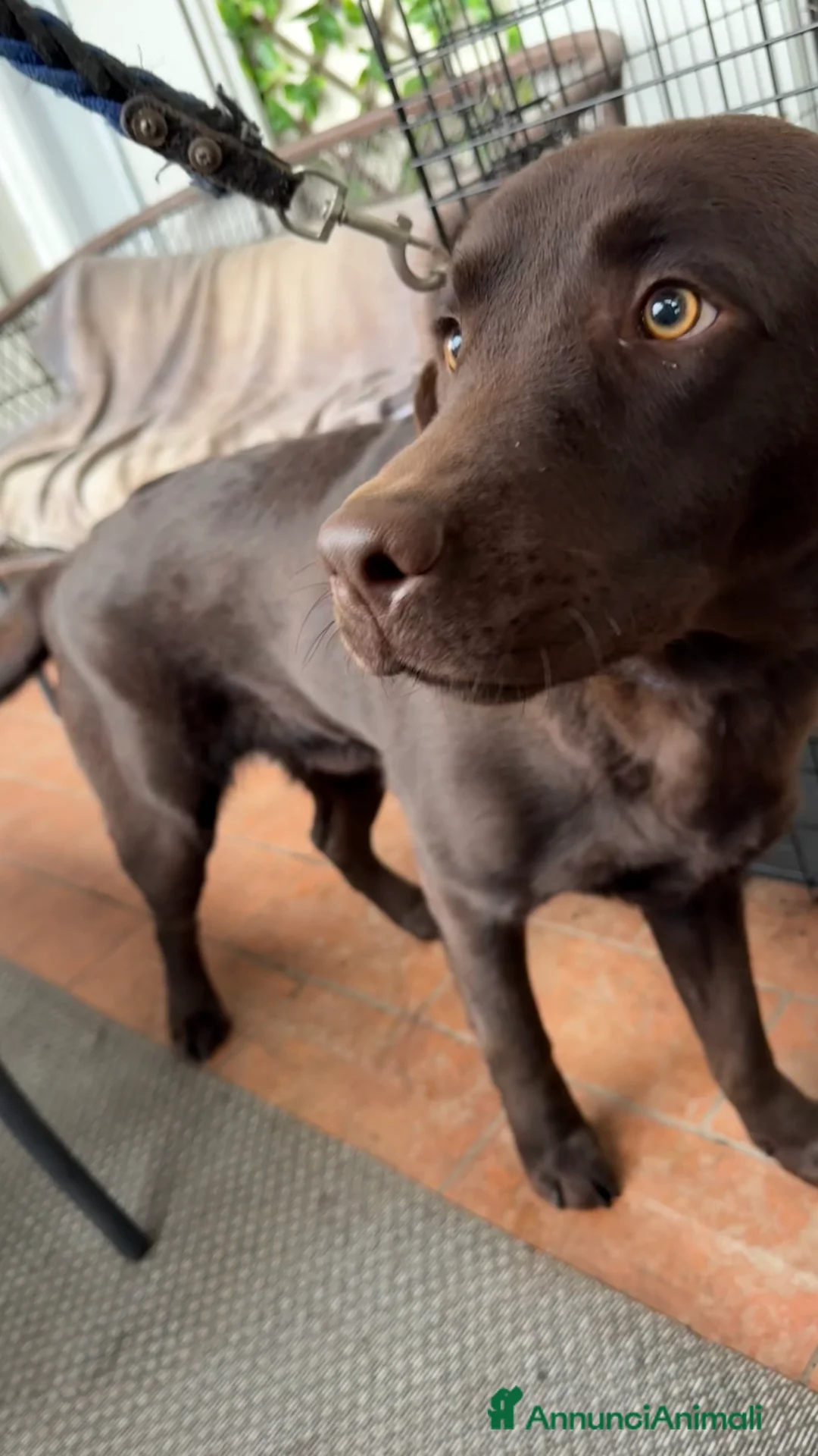 Labrador cani in vendita: Cucciolo Labrador Cioccolato - Annuncio 2