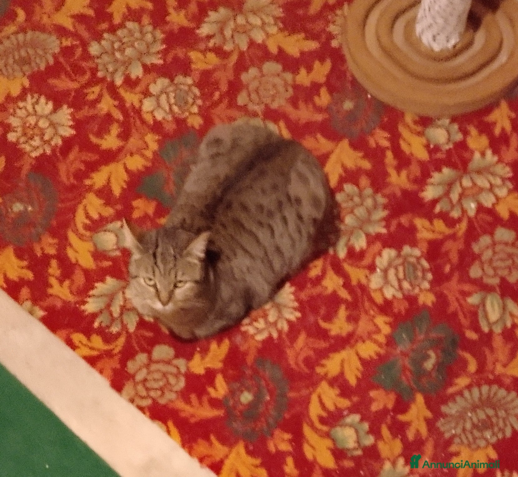 Europeo gatti Gattina Saba  - Annuncio 24