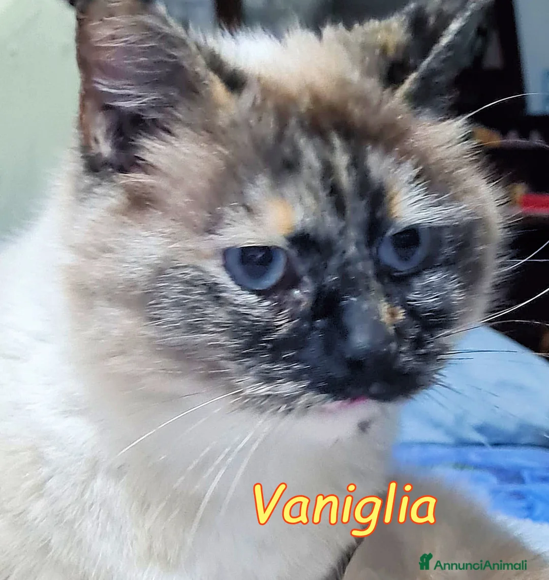 Europeo gatti in regalo: VANIGLIA DOLCISSIMA GATTINA SIMILSIAMESE - Annuncio 3