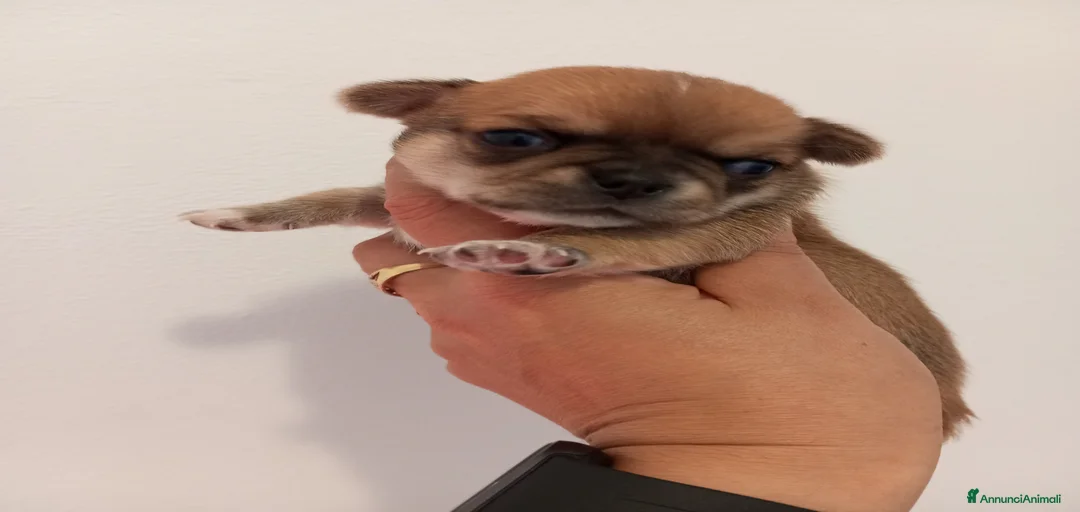 Immagine della galleria {{count}}