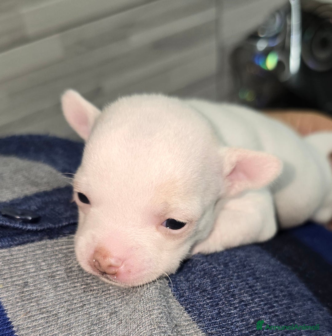 Chihuahua cani in vendita: Cuccioli di chihuahua - Annuncio 15