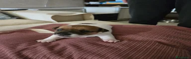 Jack Russell Cucciolo 4