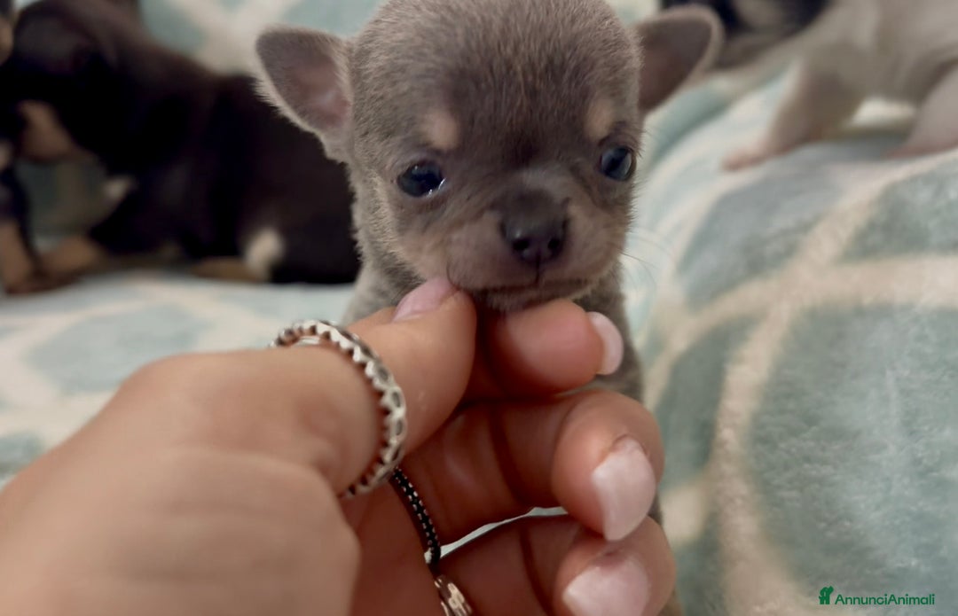 Chihuahua cani in vendita: Chihuahua  - Annuncio 13