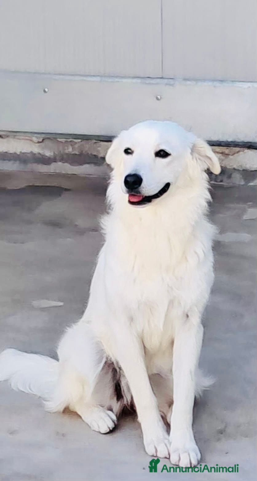 Meticcio cani Neve, cagnolina taglia medio-piccola - Annuncio 31