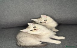 British gatti in vendita: Fantastici Gattine British-Scottish a Città Metropolitana di Firenze - Immagine 8