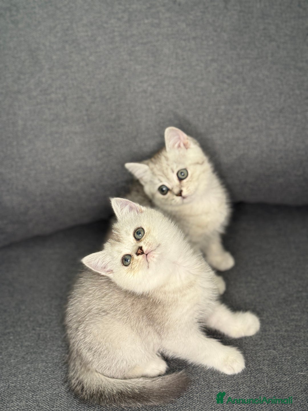 British gatti in vendita: Fantastici Gattine British-Scottish a Città Metropolitana di Firenze - Immagine 8