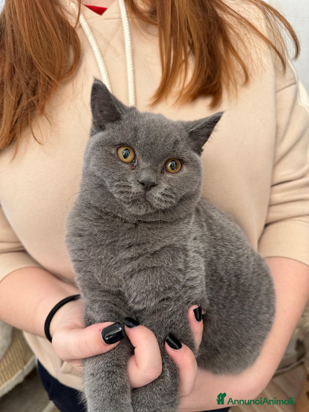 British gatti in vendita: BELLISSIMO MASCHIETTO BRITISH BLU DISPONIBILE - Annuncio 1