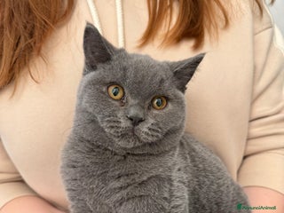 British gatti BELLISSIMO MASCHIETTO BRITISH BLU DISPONIBILE - Annuncio 1