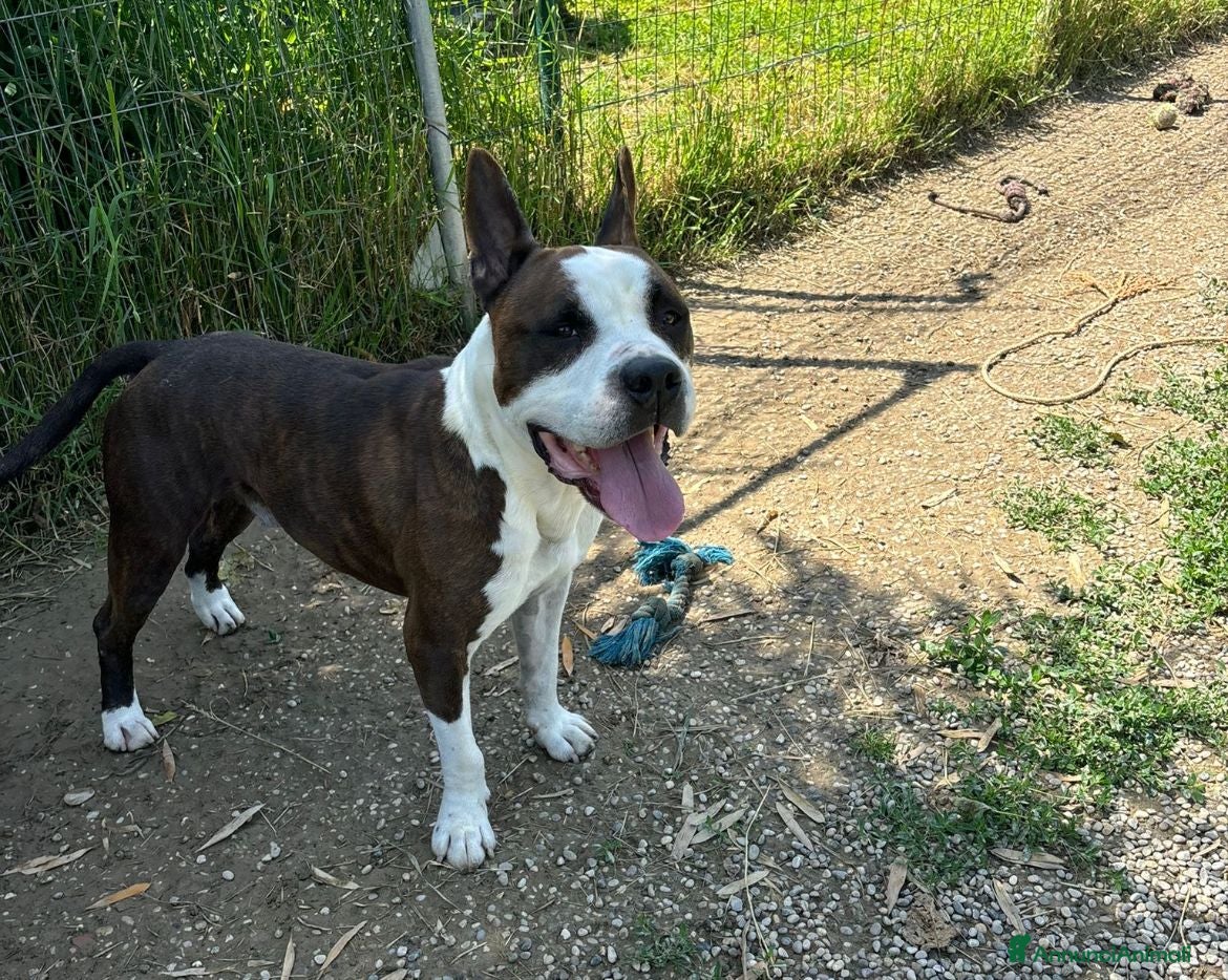 American Staffordshire cani Adotta Odino - Annuncio 1