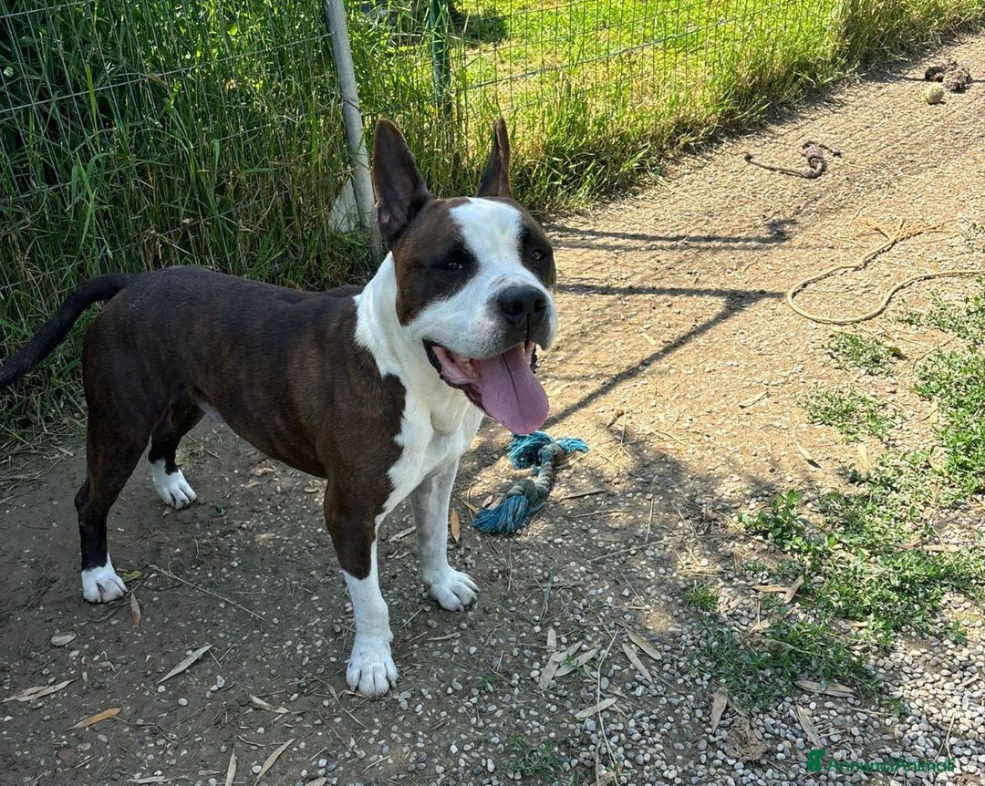 American Staffordshire cani in regalo: Adotta Odino - Annuncio 1