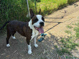 American Staffordshire cani Adotta Odino - Annuncio 17