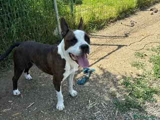 American Staffordshire cani Adotta Odino - Annuncio 20