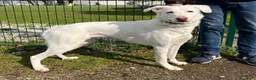 Meticcio cani in regalo: GENNA CERCA UNA FAMIGLIA - Annuncio 1