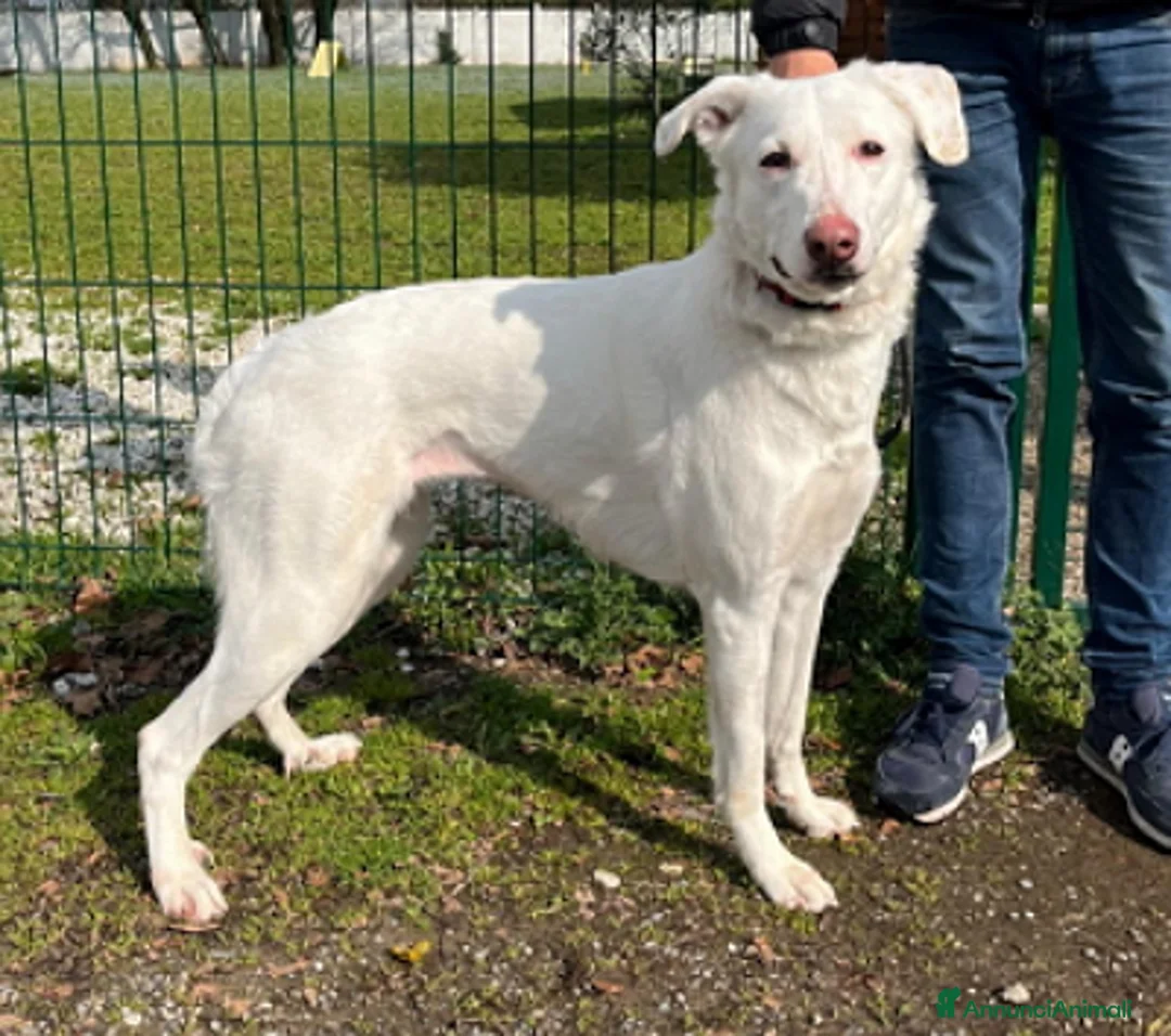 Meticcio cani in regalo: GENNA CERCA UNA FAMIGLIA - Annuncio 1