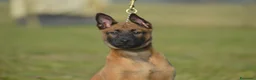 Pastore Belga cani in vendita: Cucciolo maschio pastore belga malinois  - Annuncio 4