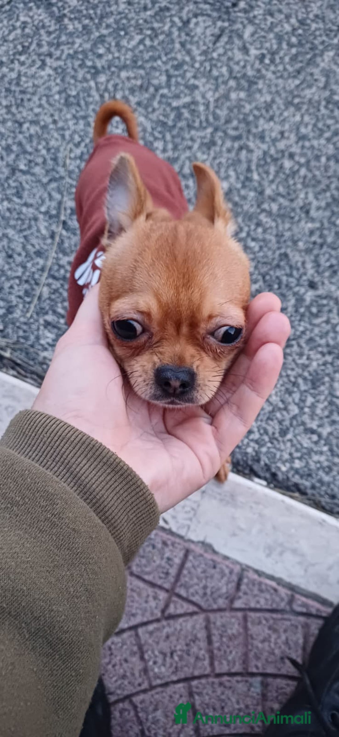 Chihuahua cani in vendita: Chihuahua pelo corto 14 mesi guinzaglio traversina - Annuncio 8