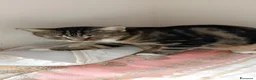 Altre razze gatti in regalo: Gattina di 10 mesi cerca casa a Provincia di Bergamo - Annuncio 2