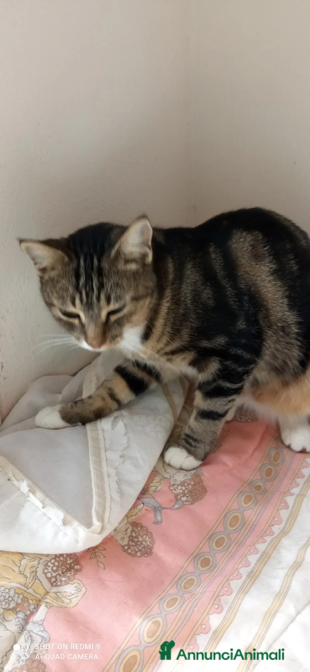 Altre razze gatti in regalo: Gattina di 10 mesi cerca casa a Provincia di Bergamo - Annuncio 2