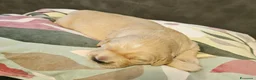 Golden Retriever cani in vendita: Cucciole Golden Retriever  - Annuncio 5