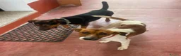 Meticcio cani in regalo: 2maschietti 1anno kg 5 a fine mese in canile.NUORO - Annuncio 2
