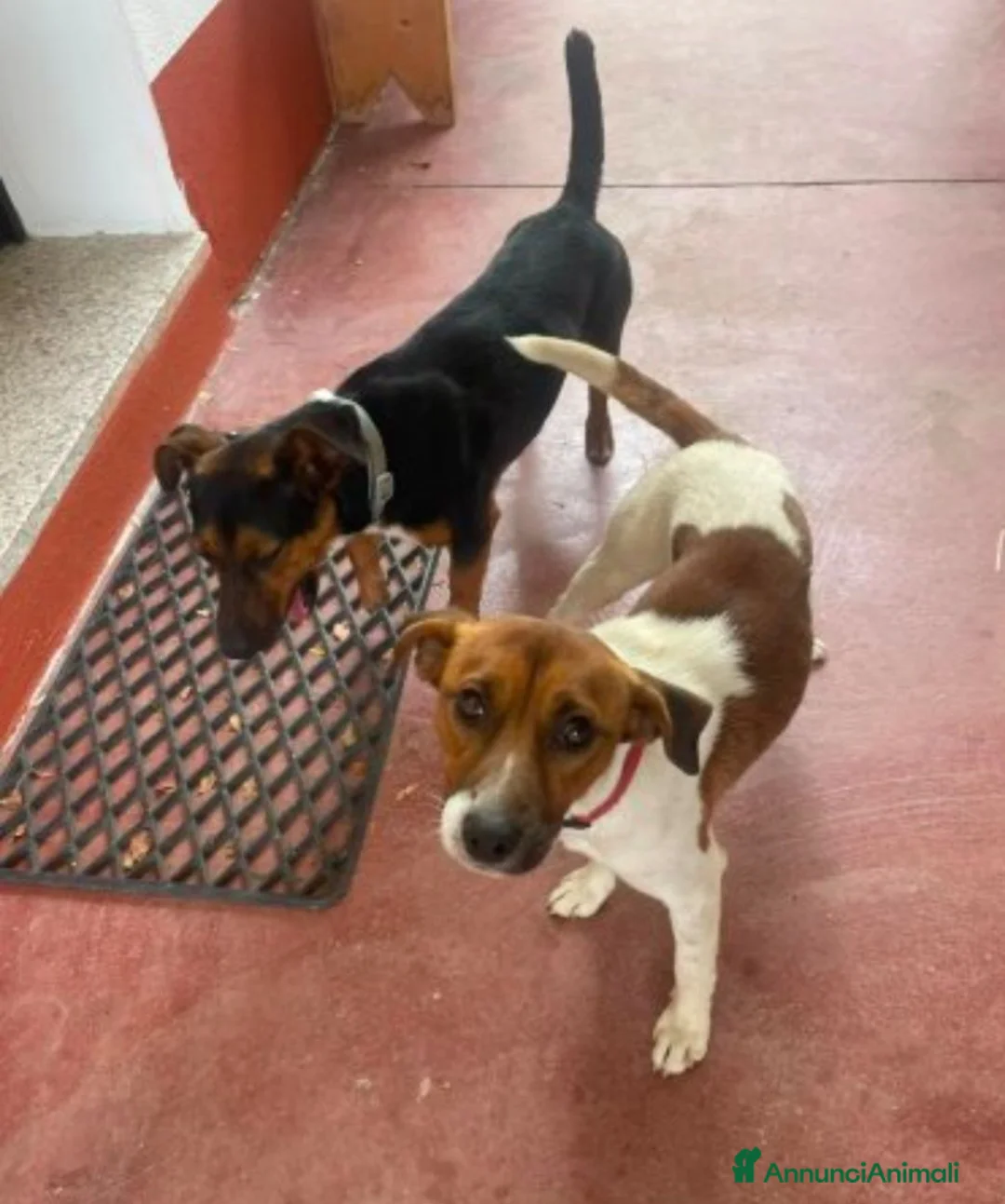 Meticcio cani in regalo: 2maschietti 1anno kg 5 a fine mese in canile.NUORO - Annuncio 2
