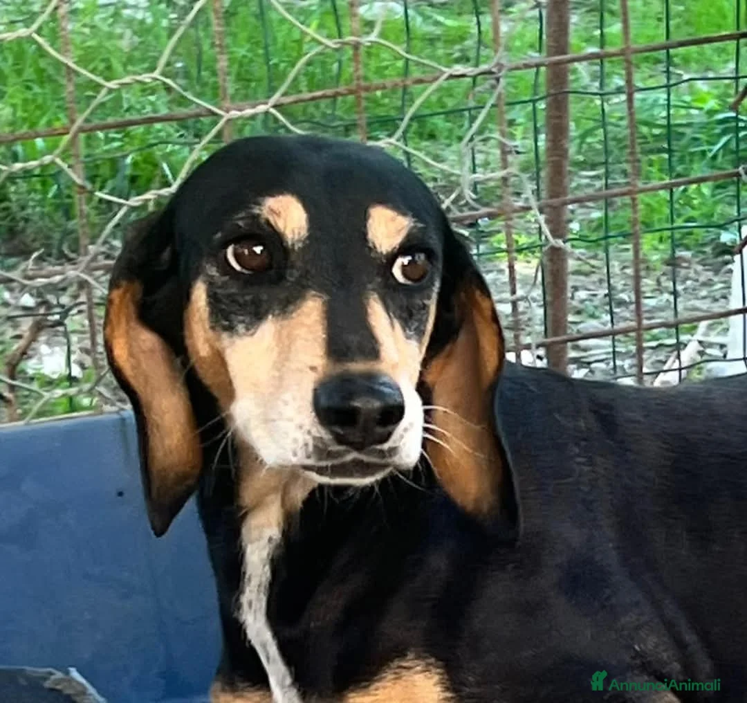 Meticcio cani in regalo: fatevi rapire dalla dolcezza di Giulia - Annuncio 1