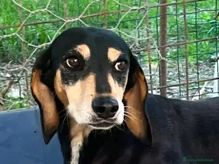 Meticcio cani fatevi rapire dalla dolcezza di Giulia - Annuncio 33