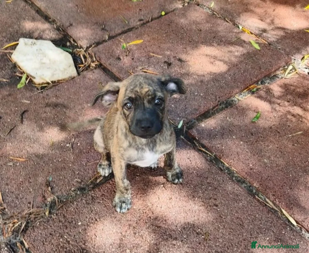 Meticcio cani in regalo: GAIA cucciola bellissima tg piccola a Città metropolitana di Milano - Annuncio 2