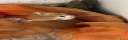 Europeo gatti in regalo: Rosso diamante - Annuncio 1